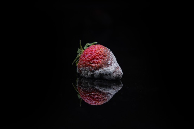 strawberry, fruit, mould, ripe, organic, macro, close up, mold, mould, mould, mould, mold, mold, mold, mold, mold